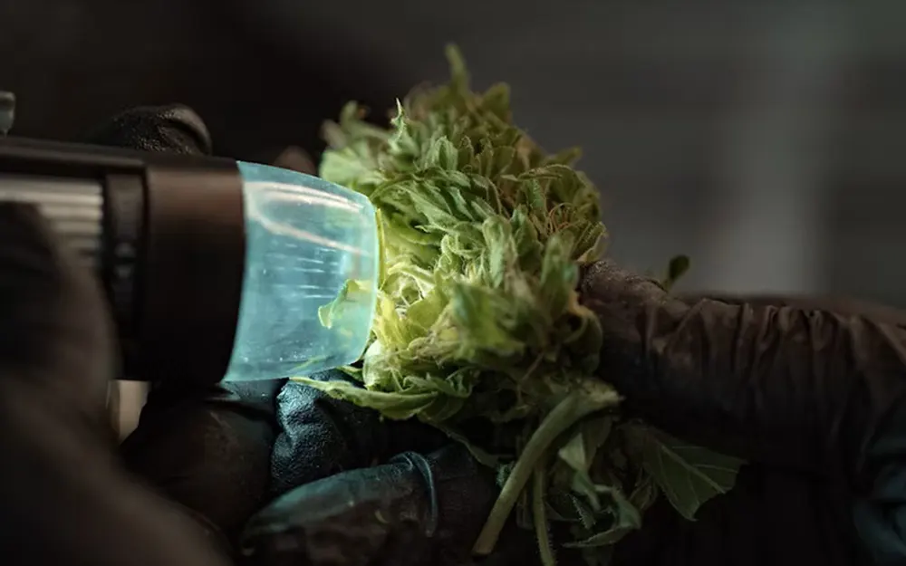 Cómo es el uso medicinal del cannabis y cómo se gestiona en Argentina