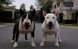 Dos perros atacaron a un hombre en un country de Maschwitz