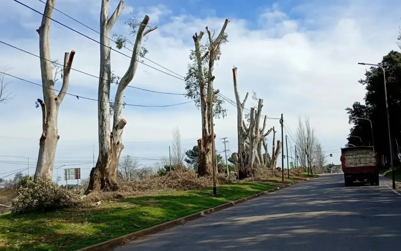 Árboles talados en Loma Verde