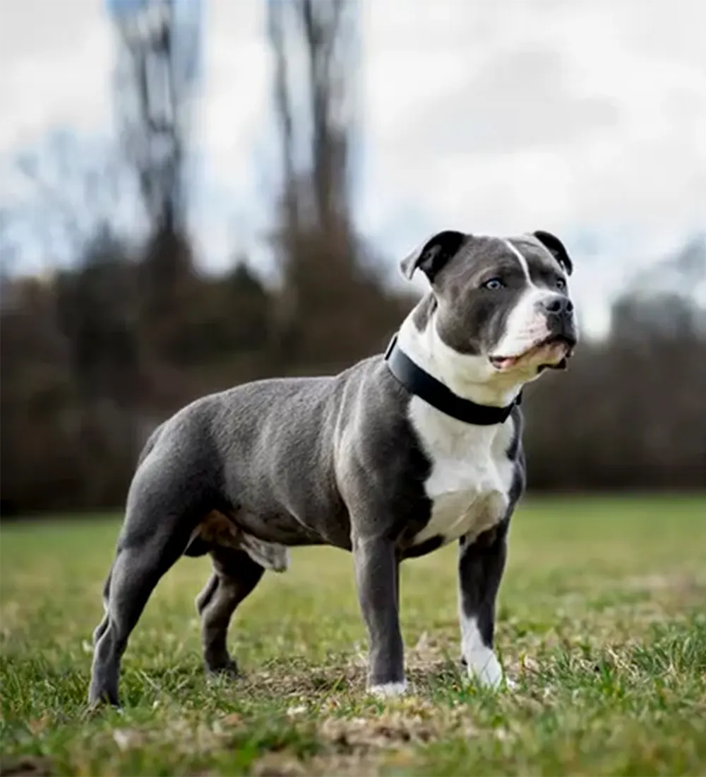 Perro de raza bull terrier