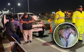 Caballo muerto por un accidente en Panamericana