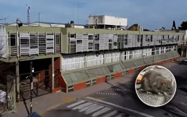 Aparición de ratas en la escuela técnica