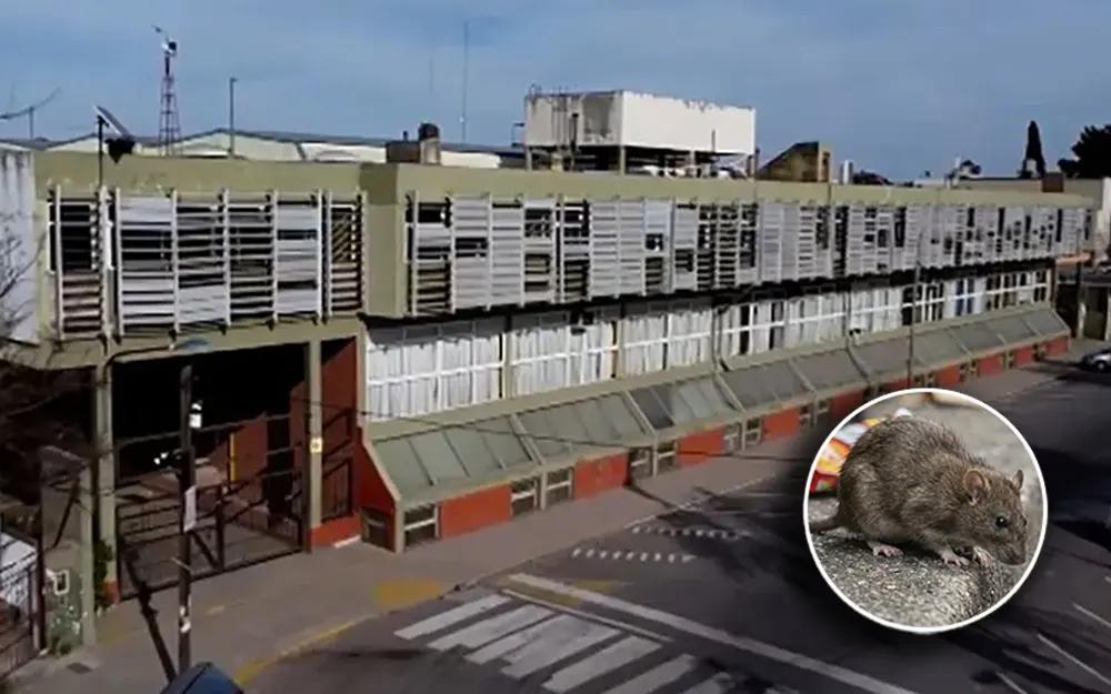 Alarma por la aparición de ratas en la Escuela Técnica Nº1 de Escobar