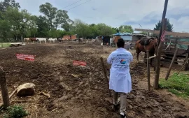 Personal de bromatología inspeccionando un predio rural clausurado con caballos.