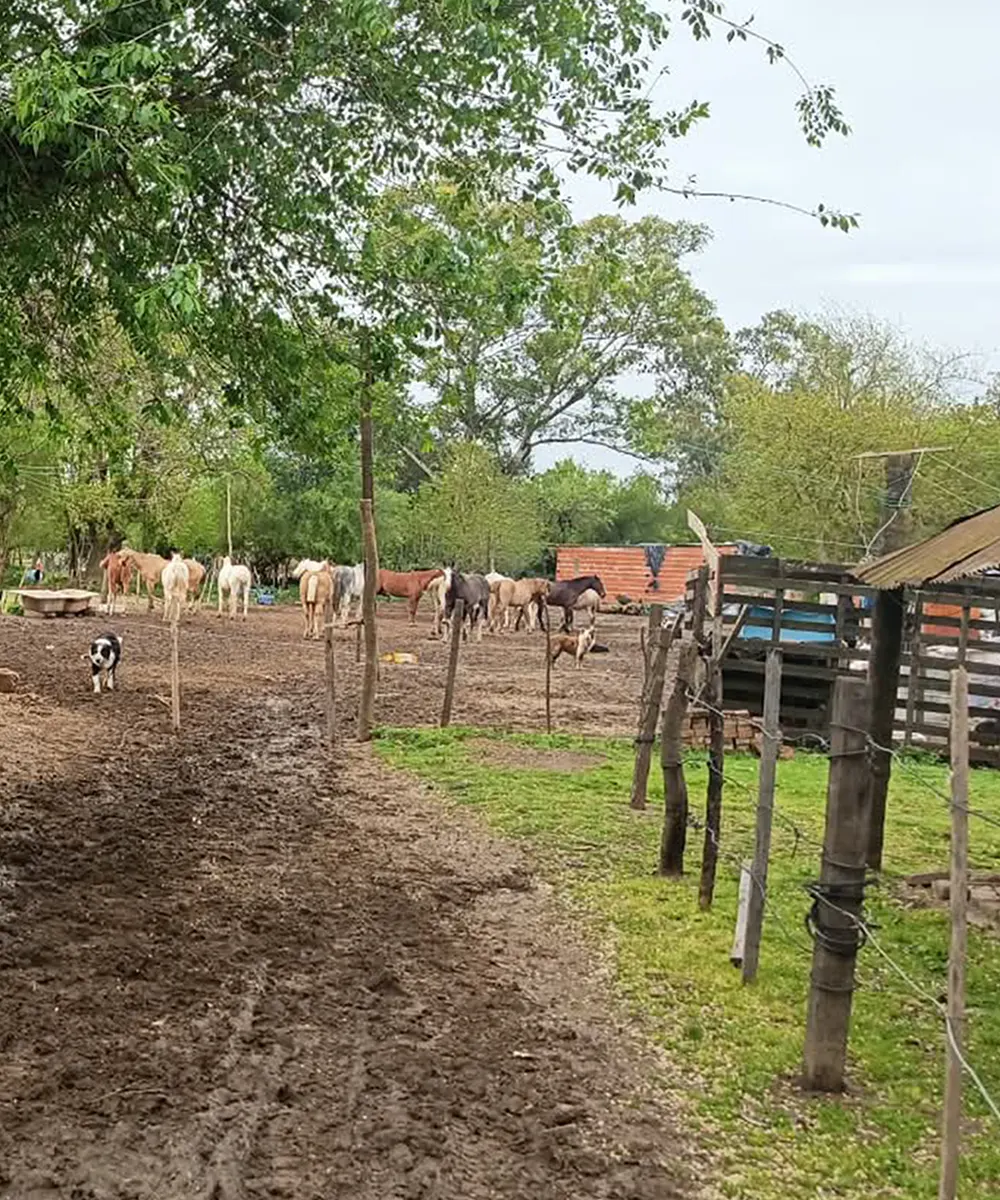 Caballos dentro del predio del barrio El Cazador.
