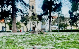 El pasto de la plaza de Escobar cubierto del algodón de los palos borrachos
