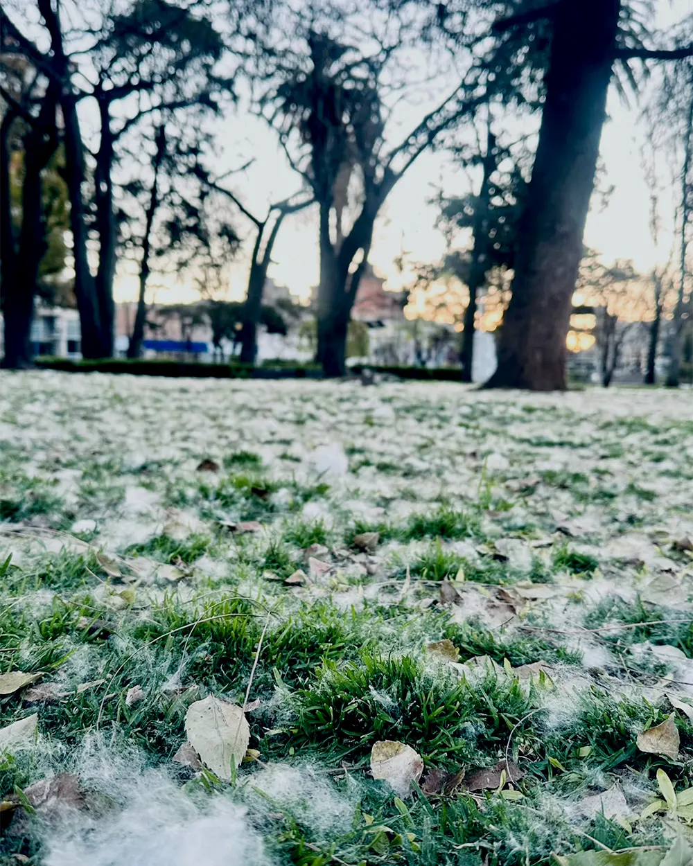 La paina de los palos borrachos cubriendo de blanco el c&eacute;sped de la plaza