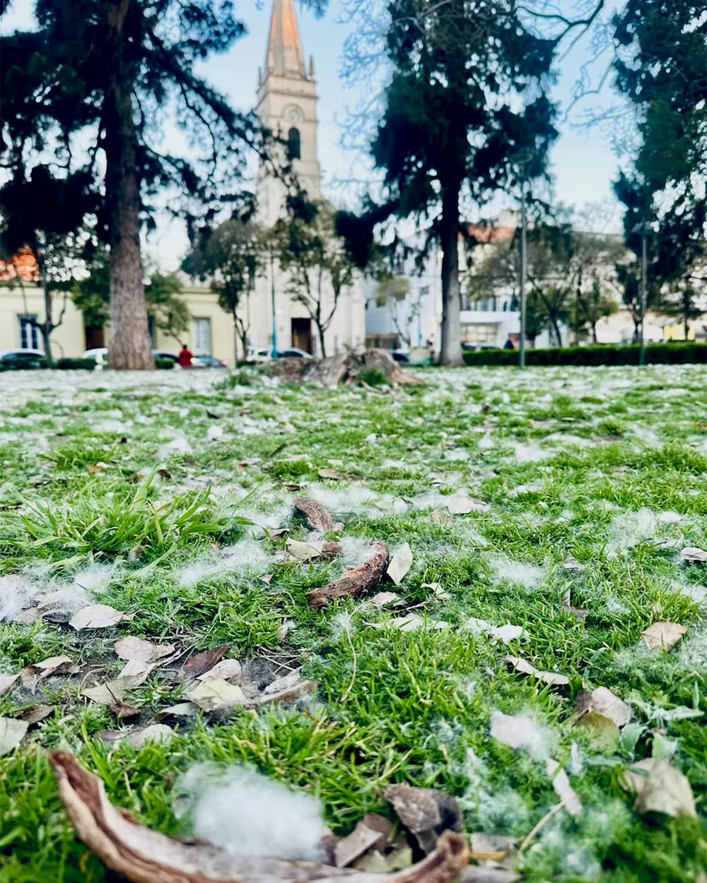 La paina de los palos borrachos cubriendo de blanco el c&eacute;sped de la plaza-