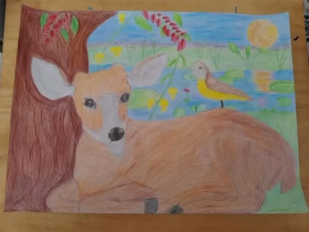 Dibujo de una cr&iacute;a macho de ciervo de los pantanos por M&iacute;a Boarati P&eacute;rez.