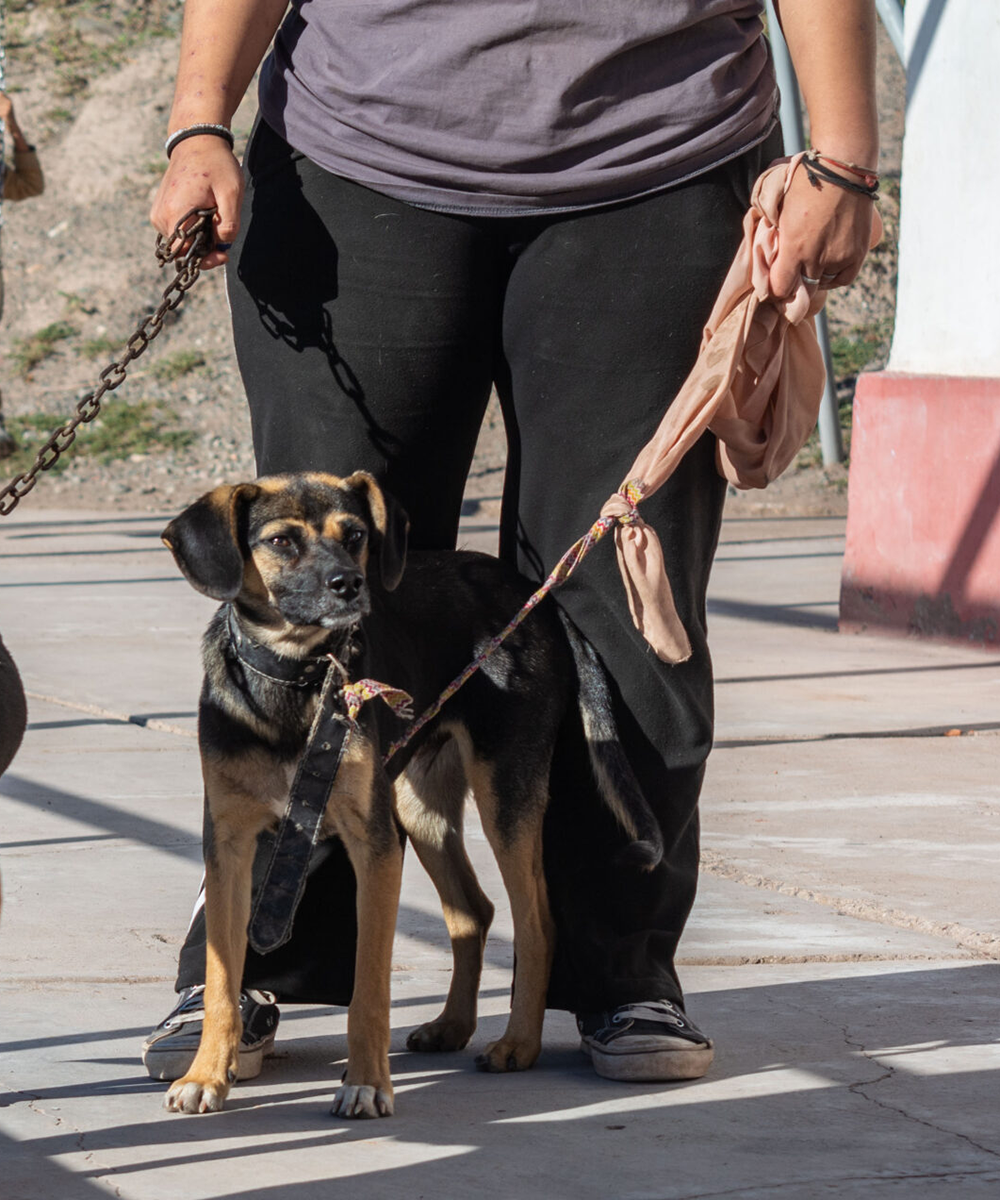 Un perro junto a su due&ntilde;a en un espacio pet-friendly.