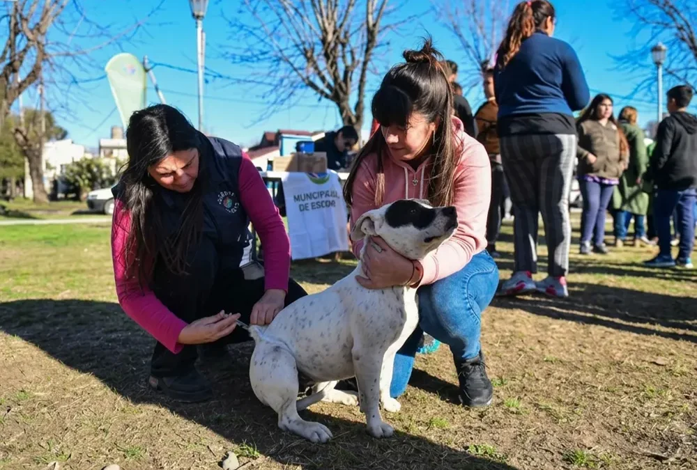Protección animal: proponen un descuento en las tasas para quienes adopten perros